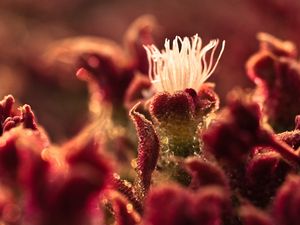 Preview wallpaper mezembriantemum, crystal, petals, moisture, plants