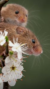 Preview wallpaper mice, flowers, petals