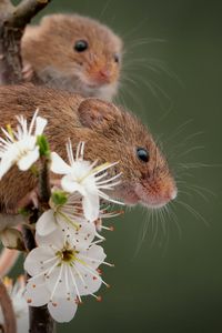 Preview wallpaper mice, flowers, petals