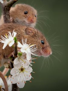 Preview wallpaper mice, flowers, petals