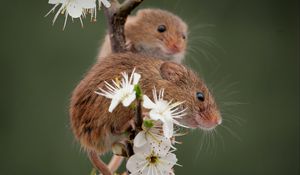 Preview wallpaper mice, flowers, petals