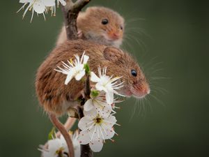 Preview wallpaper mice, flowers, petals