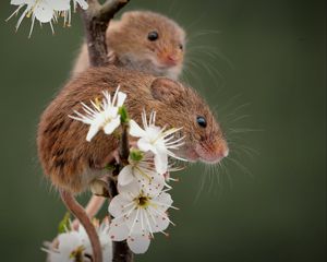 Preview wallpaper mice, flowers, petals