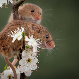 Preview wallpaper mice, flowers, petals