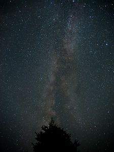 Preview wallpaper milky way, starry sky, night, tree, silhouette