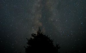 Preview wallpaper milky way, starry sky, night, tree, silhouette