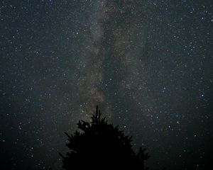 Preview wallpaper milky way, starry sky, night, tree, silhouette