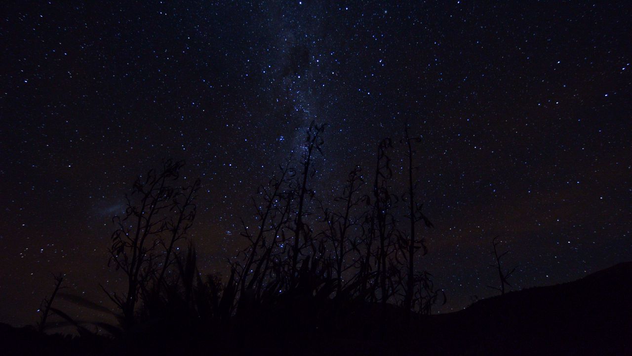 Wallpaper milky way, stars, plants, silhouettes, night, dark