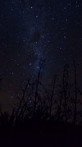 Preview wallpaper milky way, stars, plants, silhouettes, night, dark