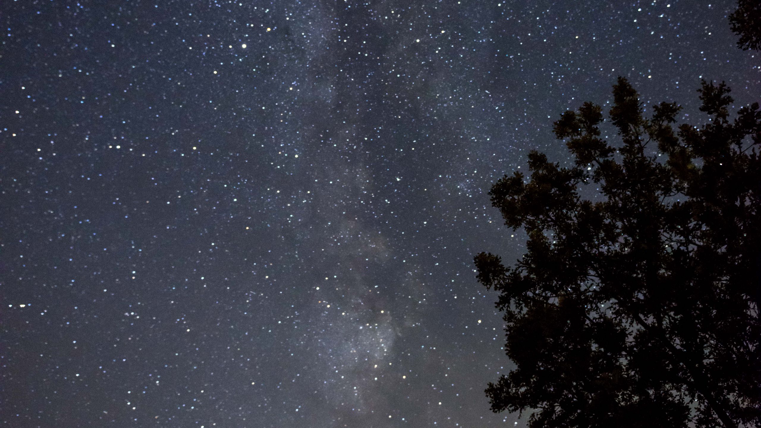 Download wallpaper 2560x1440 milky way, stars, sky, trees, night, dark ...