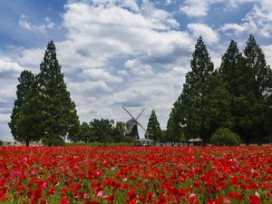 Preview wallpaper mill, poppies, flowers, field, landscape