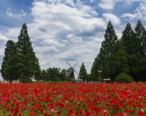 Preview wallpaper mill, poppies, flowers, field, landscape