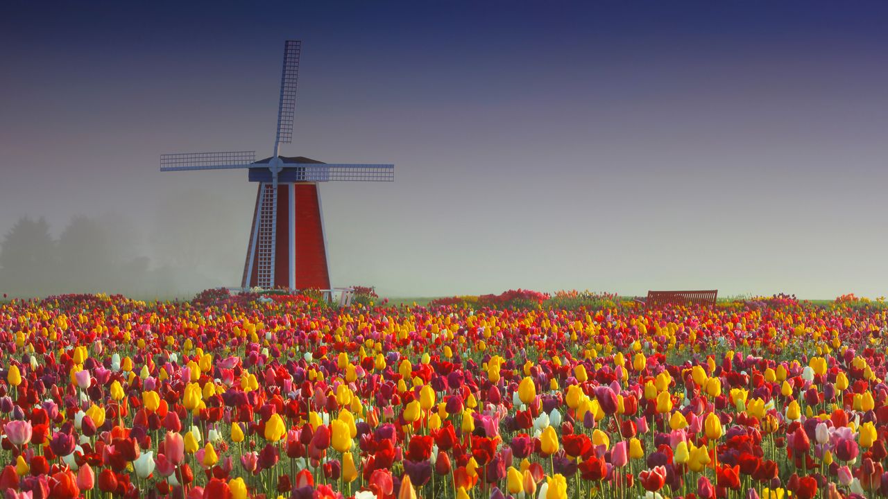 Wallpaper mill, tulips, flowers, field