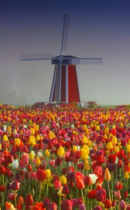 Preview wallpaper mill, tulips, flowers, field