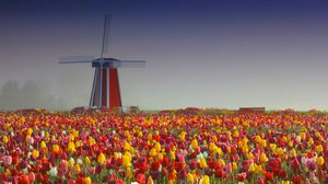 Preview wallpaper mill, tulips, flowers, field