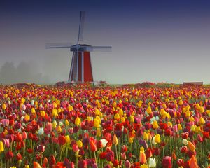 Preview wallpaper mill, tulips, flowers, field
