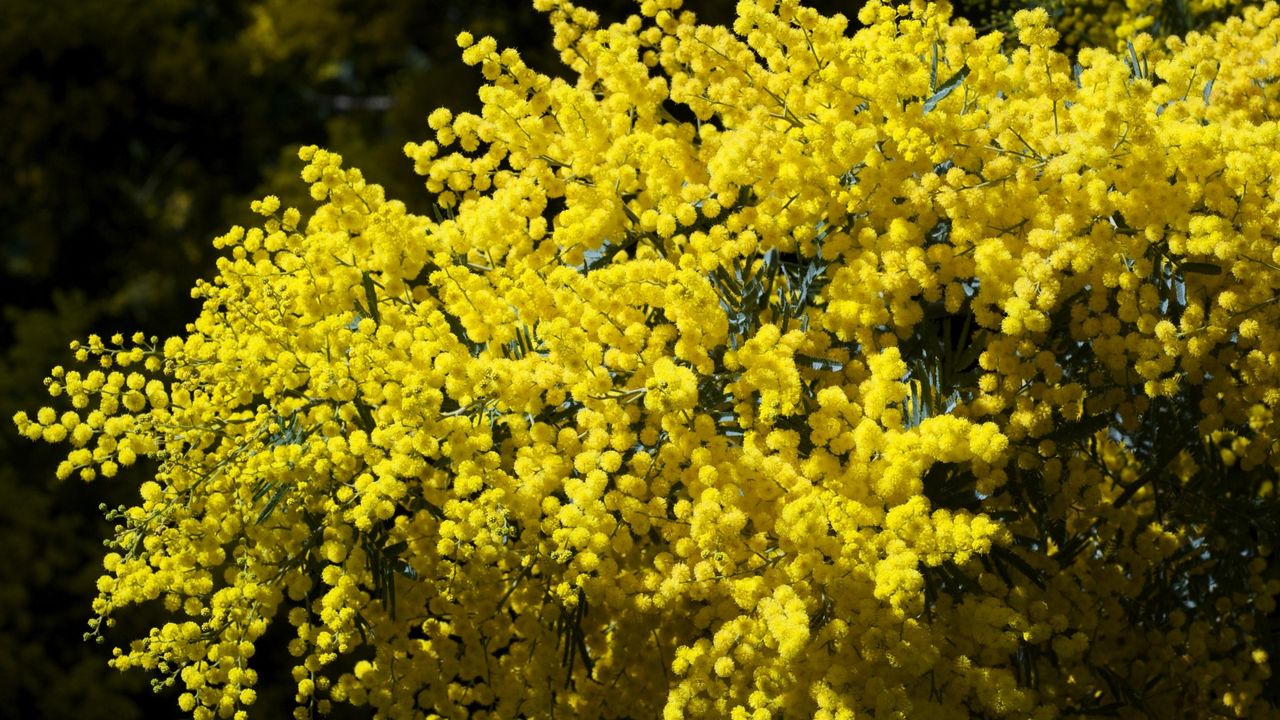 Wallpaper mimosa, branches, bushes, fluffy, bright, spring