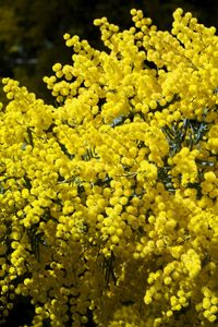 Preview wallpaper mimosa, branches, bushes, fluffy, bright, spring
