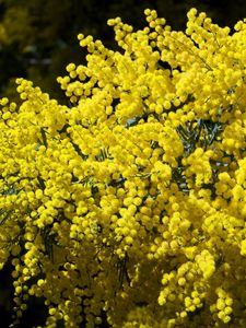Preview wallpaper mimosa, branches, bushes, fluffy, bright, spring