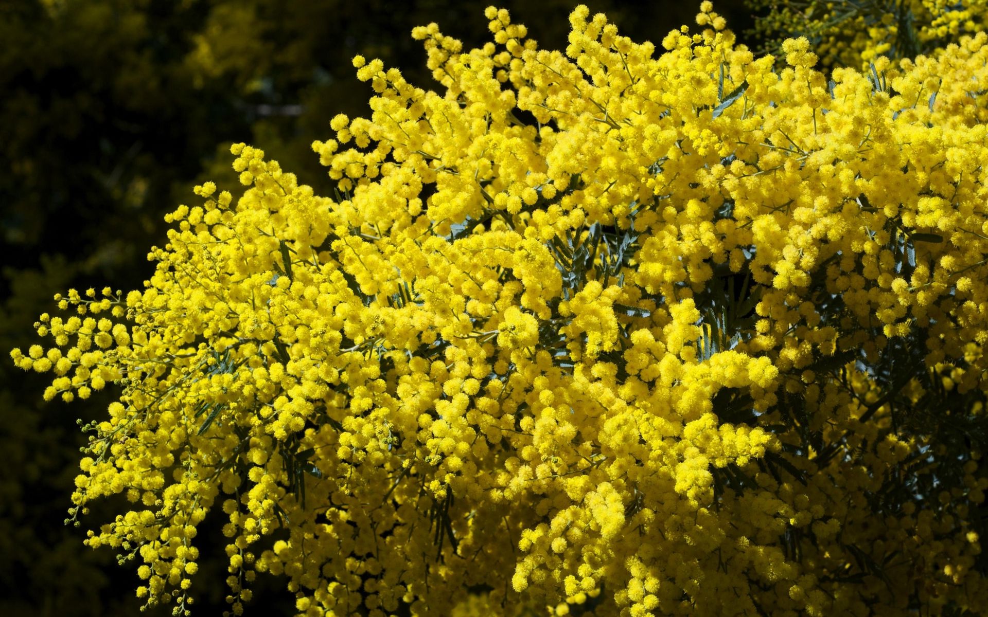 Download wallpaper 1920x1200 mimosa, branches, bushes, fluffy, bright ...