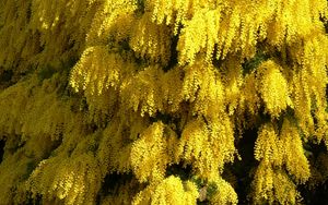 Preview wallpaper mimosa, flowering, spring, fluffy, beautiful