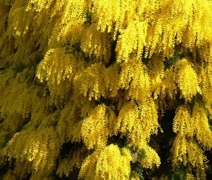 Preview wallpaper mimosa, flowering, spring, fluffy, beautiful
