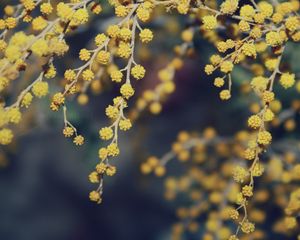 Preview wallpaper mimosa, flowers, beautiful