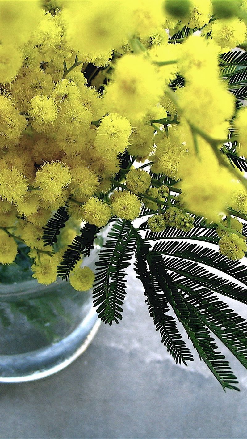 Download Wallpaper 800x14 Mimosa Flowers Bouquet Vase Iphone Se 5s 5c 5 For Parallax Hd Background