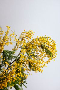 Preview wallpaper mimosa, flowers, branch, plant, yellow