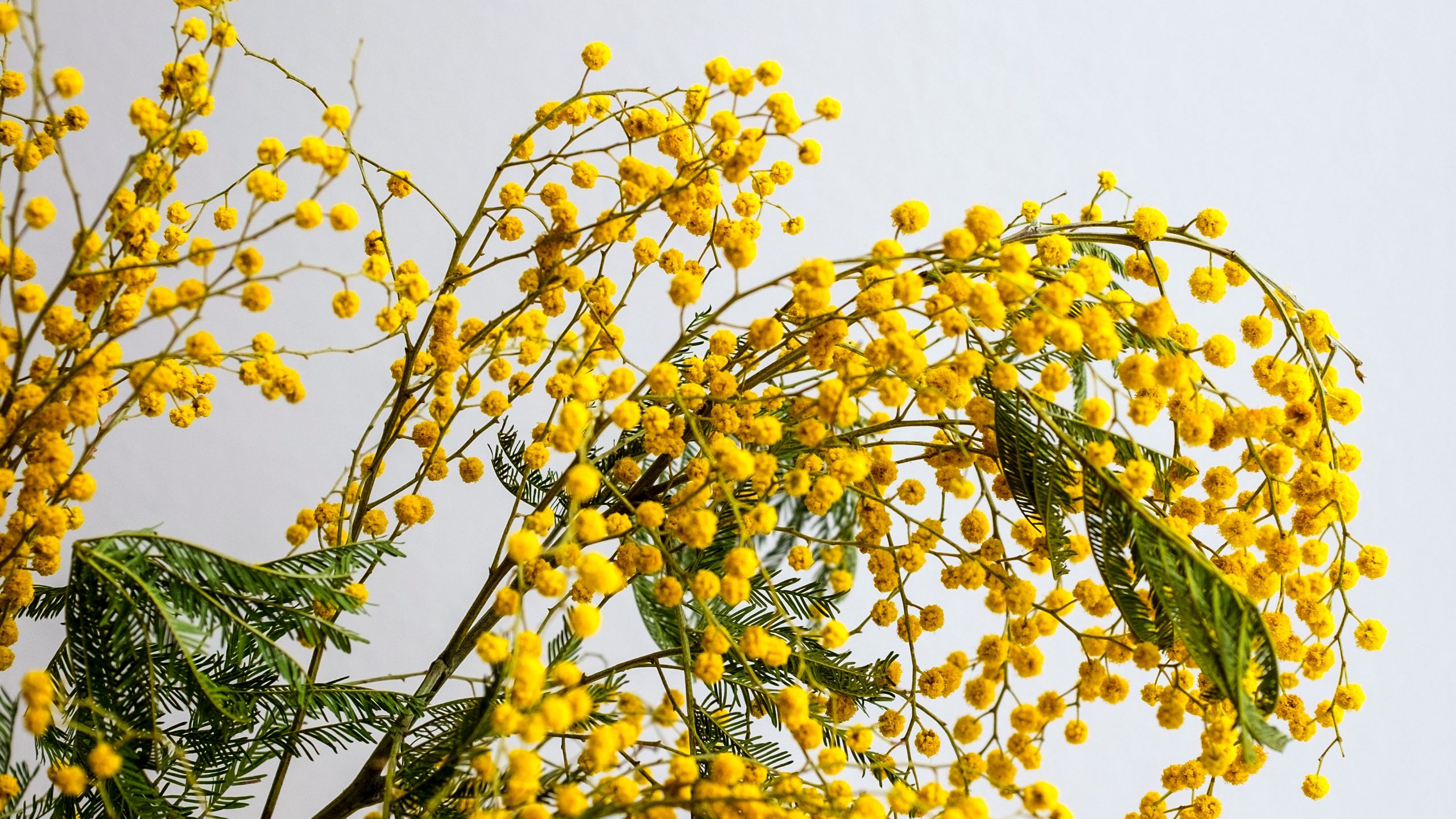 Download wallpaper 2560x1440 mimosa, flowers, branch, plant, yellow