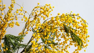 Preview wallpaper mimosa, flowers, branch, plant, yellow