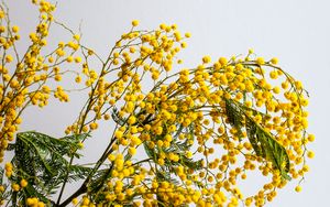 Preview wallpaper mimosa, flowers, branch, plant, yellow