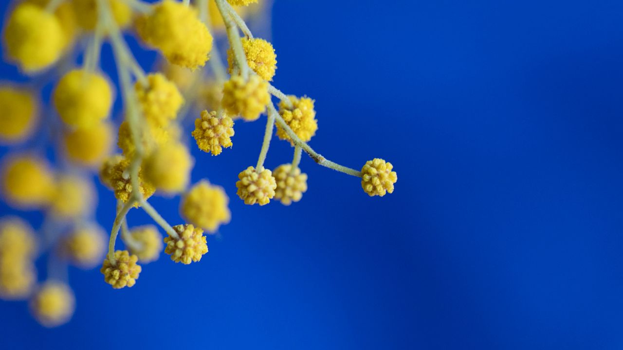 Wallpaper mimosa, flowers, macro, blur, yellow, blue