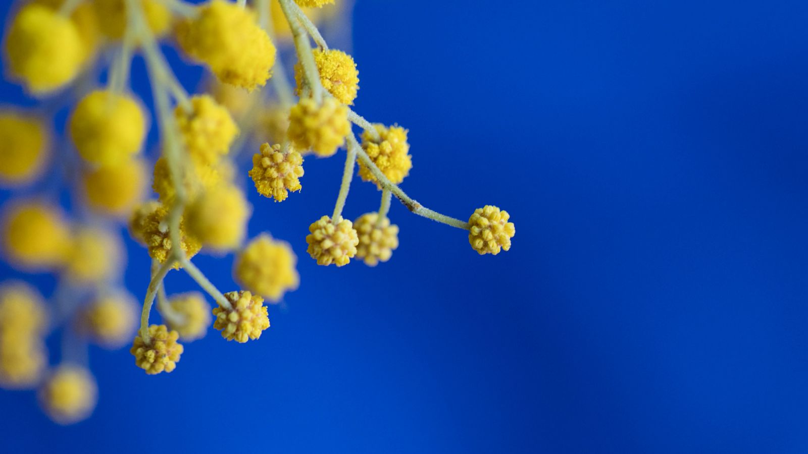 1600x900 Wallpaper mimosa, flowers, macro, blur, yellow, blue