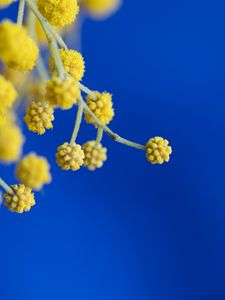 Preview wallpaper mimosa, flowers, macro, blur, yellow, blue