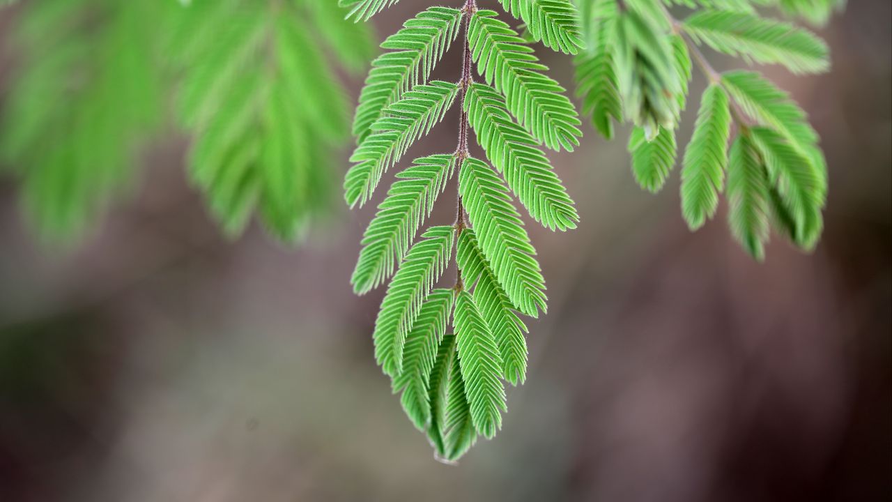 Wallpaper mimosa, leaves, macro, blur, green