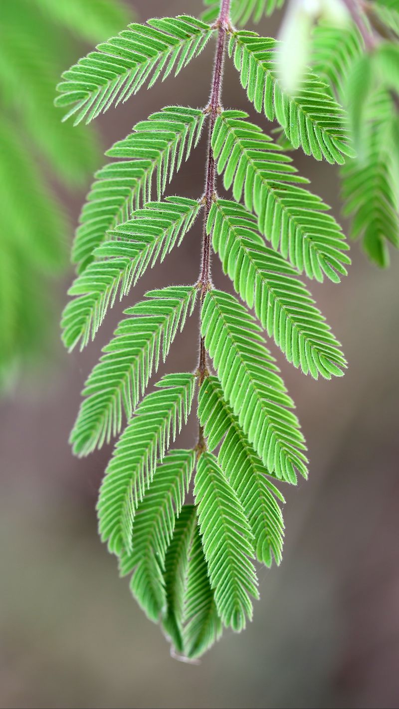 800x1420 Wallpaper mimosa, leaves, macro, blur, green