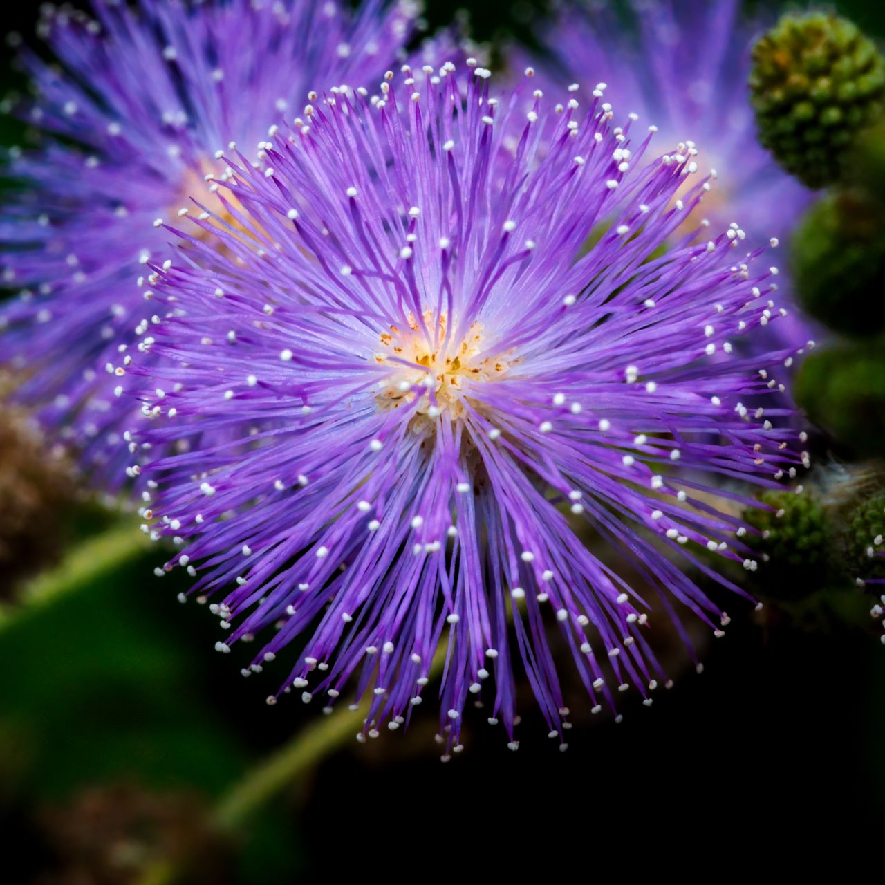 1280x1280 Wallpaper mimosa pudica, mimosas, flowers, macro, blur