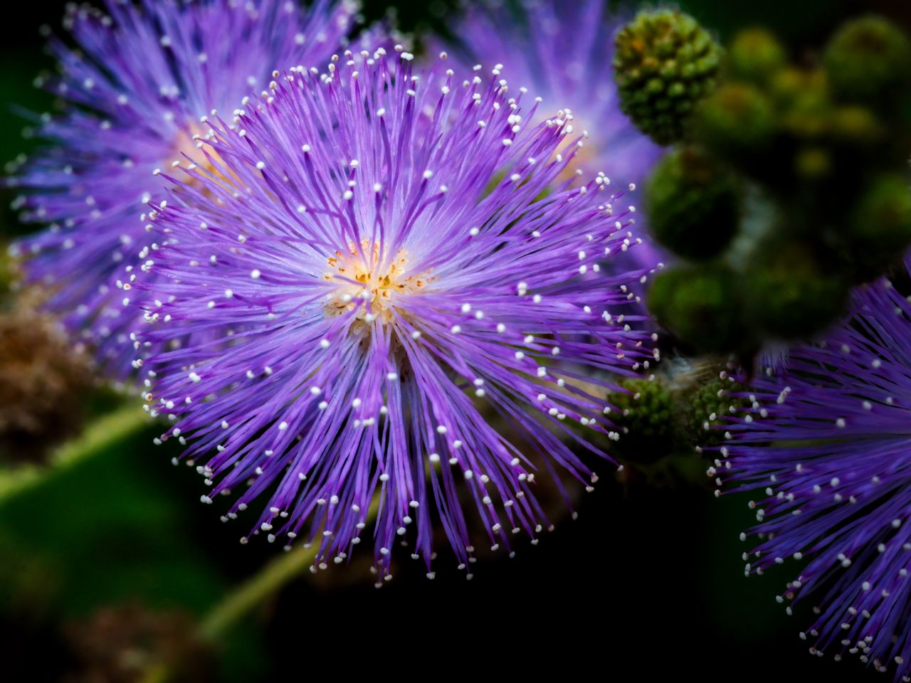 1280x960 Wallpaper mimosa pudica, mimosas, flowers, macro, blur