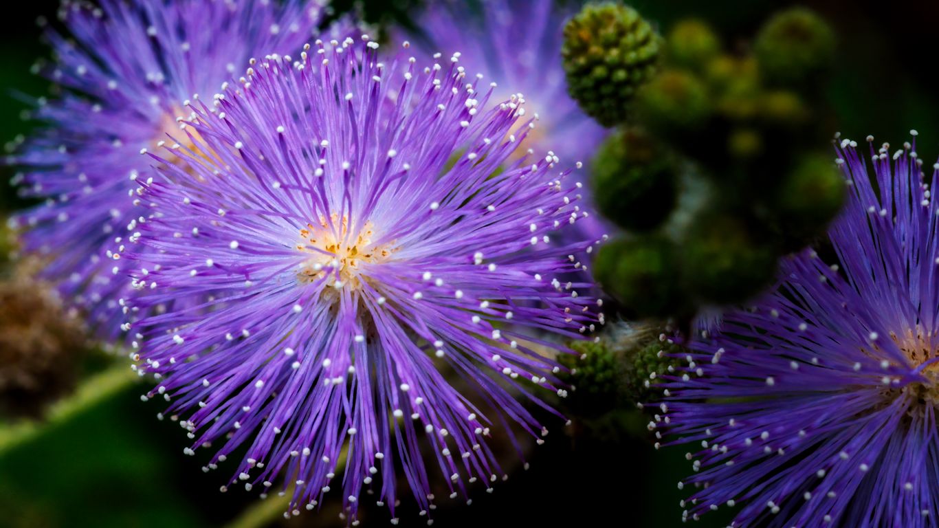 1366x768 Wallpaper mimosa pudica, mimosas, flowers, macro, blur