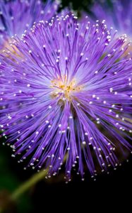 Preview wallpaper mimosa pudica, mimosas, flowers, macro, blur