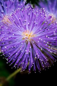 Preview wallpaper mimosa pudica, mimosas, flowers, macro, blur