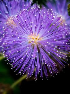Preview wallpaper mimosa pudica, mimosas, flowers, macro, blur