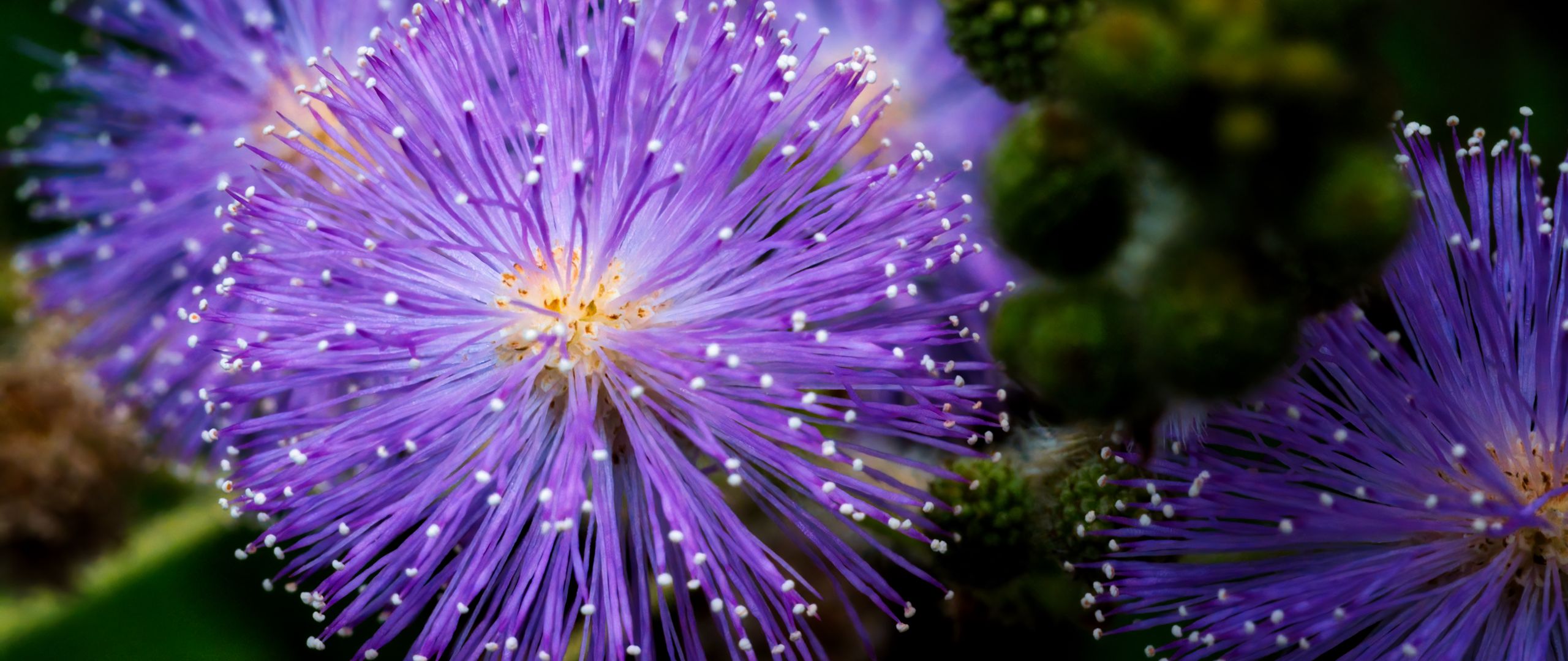 2560x1080 Wallpaper mimosa pudica, mimosas, flowers, macro, blur