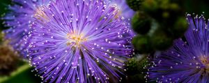 Preview wallpaper mimosa pudica, mimosas, flowers, macro, blur