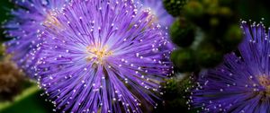 Preview wallpaper mimosa pudica, mimosas, flowers, macro, blur