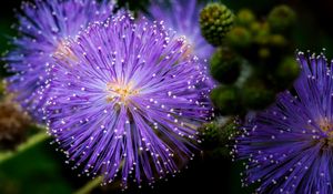 Preview wallpaper mimosa pudica, mimosas, flowers, macro, blur