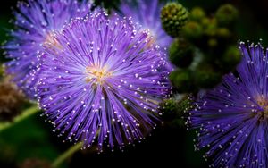 Preview wallpaper mimosa pudica, mimosas, flowers, macro, blur