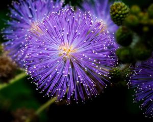 Preview wallpaper mimosa pudica, mimosas, flowers, macro, blur