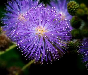 Preview wallpaper mimosa pudica, mimosas, flowers, macro, blur